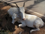 Krávy. Agonda, Goa, Indie