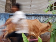 Kráva a cyklista. Agonda, Goa, Indie