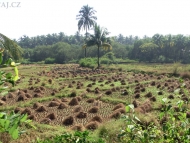 Rýžové pole - Agonda, Goa, Indie