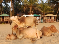 Kkrávy na pláži - Agonda. Goa, Indie