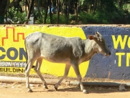 TATA Kráva. Agonda, Goa, Indie