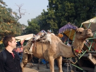 Velbloud - Agra, Indie