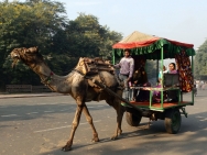 Velbloud - Agra. Indie
