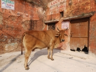 kráva - Agra, Indie