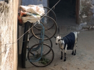 Koza v Agra, Indie