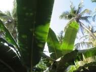 Banánovník. Arambol, Goa, Indie