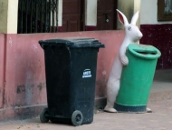 Zajíci ve škole. Arambol, Goa, Indie