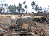 Krávy. Arambol, Goa, Indie