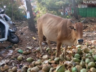 Kráva v kokosech. Arambol, Goa, Indie