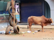 Kráva na ulici v Calangute, Goa - Indie