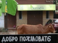 Kráva na ulici v Calangute, Goa - Indie