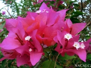 Květy v lednu, Calangute, Goa - Indie