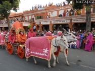 Krávy na slavnosti. Jaipur, Rajasthan, Indie