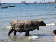 Betonová kráva na pláži. Sihanoukville, Kambodža