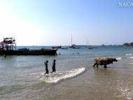 Betonová kráva v moři. Sihanoukville, Kambodža