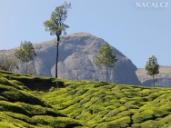 Čajová plantáž. Munnar, Kerala - Indie