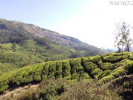 Čajové plantáže. Munnar, Kerala - Indie