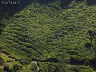 Čajová plantáž. Munnar, Kerala - Indie