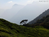 Hory a čajové plantáže. Munnar, Kerala - Indie