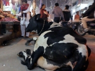 Pouliční kráva v Dillí