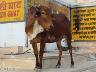 Kráva na Ghats. Pushkar, Rajastan, Indie