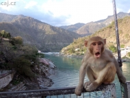 Opice na mostě přes řeku Ganga - Rishikesh, Indie
