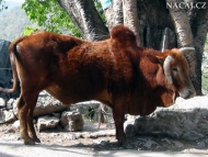 Kráva - Rishikesh, Uttarakhand, Indie