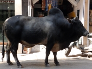 Býk. Udaipur, Rajasthan, IIndie