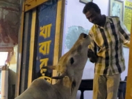 Žebrající kráva. Varanasi, Uttar Prades, Indie