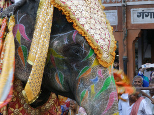 Slon, Jaipur, Rajasthan, Indie