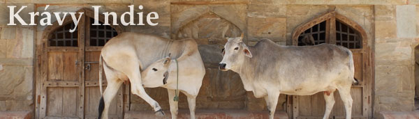 Indické Krávy. Fotografie Indických krav
