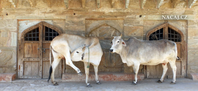 Krávy na ulici. Jaipur, Rajasthan, Indie