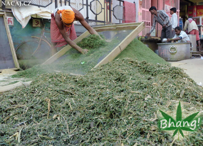 Bhang ve Varanasi - výroba z marihuany