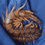 Hmyz v Asii: Scolopendra subspinipes